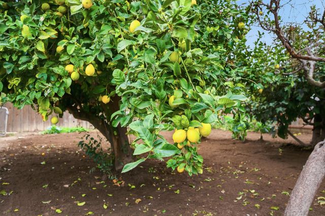 1214 S Spruce Street, Tulare, CA 93274