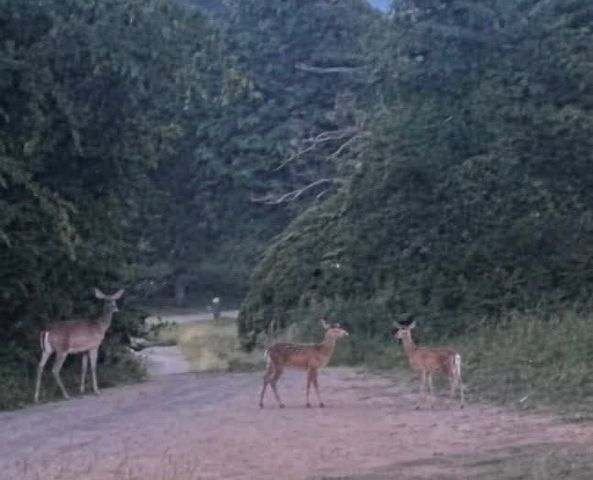 2491 Fred White Rd, Columbia, TN 38401