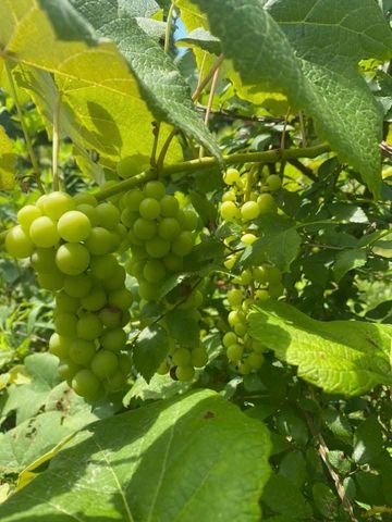 2491 Fred White Rd, Columbia, TN 38401