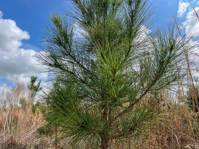 0 County Road 37, Jasper, TX 75951