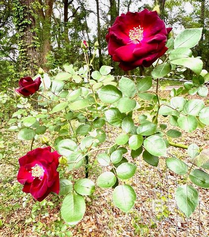 24250 N River Road, Daphne, AL 36526