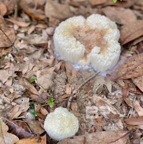 24250 N River Road, Daphne, AL 36526