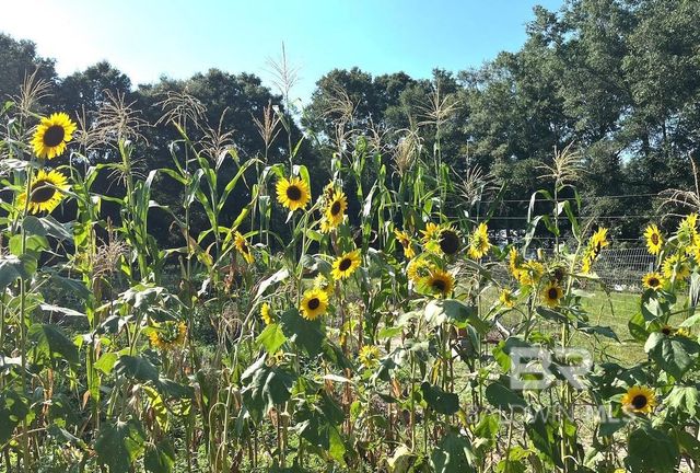 24250 N River Road, Daphne, AL 36526