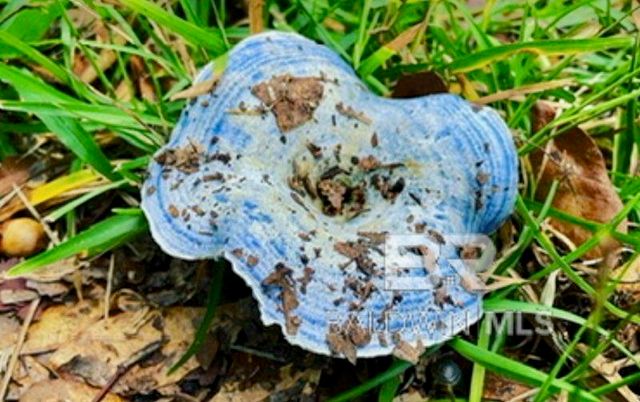 24250 N River Road, Daphne, AL 36526