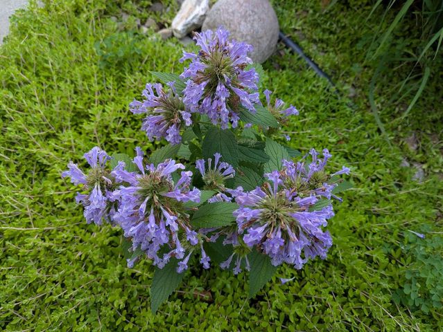 901 Innisbrook Court, Waunakee, WI 53597