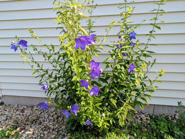 901 Innisbrook Court, Waunakee, WI 53597