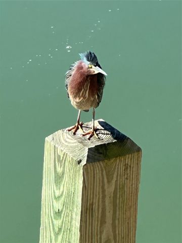 211 Anchor Drive, Freeport, TX 77541