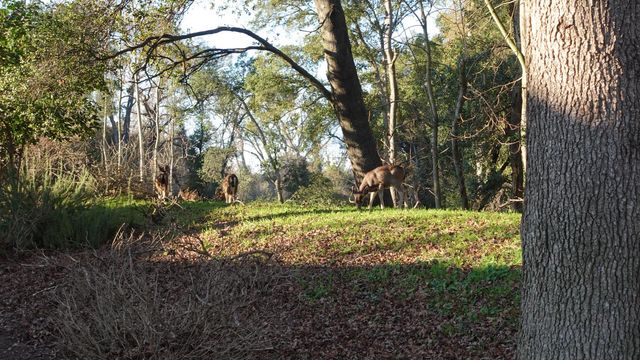 1729 Le Bec Ct, Lodi, CA 95240