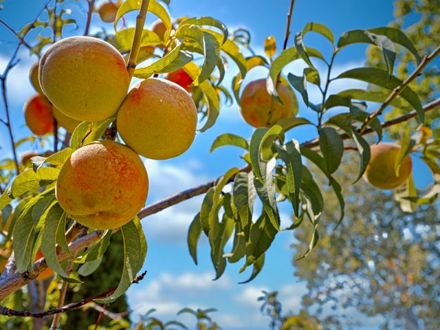 2912 Applewood Street, Grand Junction, CO 81506