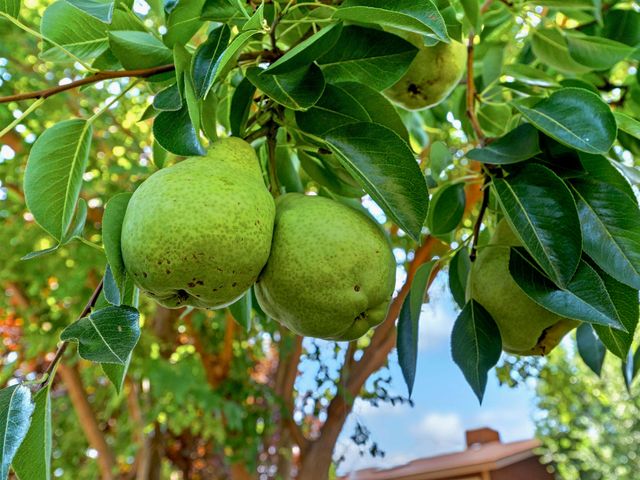 2912 Applewood Street, Grand Junction, CO 81506