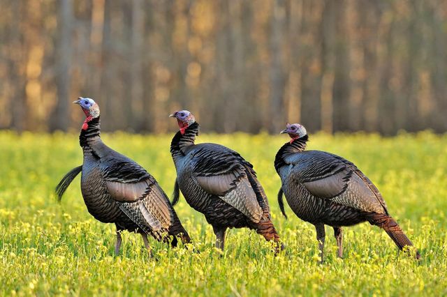 1501 Wire Road, Aiken, SC 29805