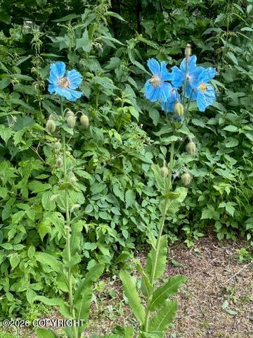 7786 E Tributary Avenue, Palmer, AK 99645