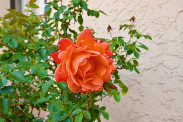 32137 Cerrada del Coyote, Warner Springs, CA 92086