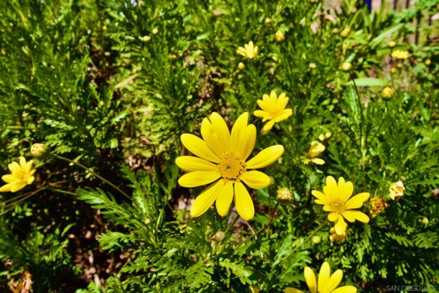 32137 Cerrada del Coyote, Warner Springs, CA 92086