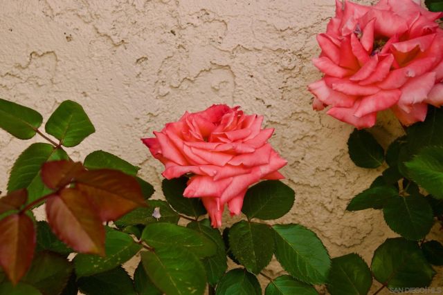 32137 Cerrada del Coyote, Warner Springs, CA 92086