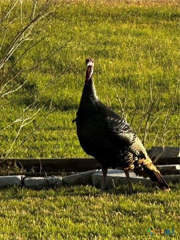 1206 Al Calde De La Bahia, Goliad, TX 77963