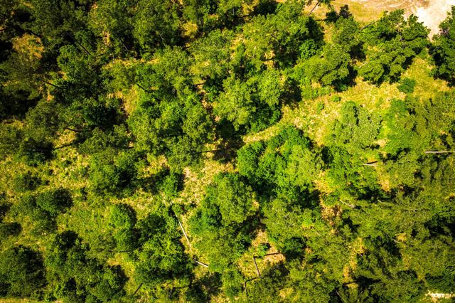 TBA Red Lowe Road, Livingston, TX 77351