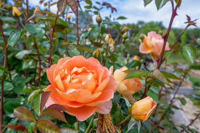 5620 China Hill Rd, El Dorado, CA 95623