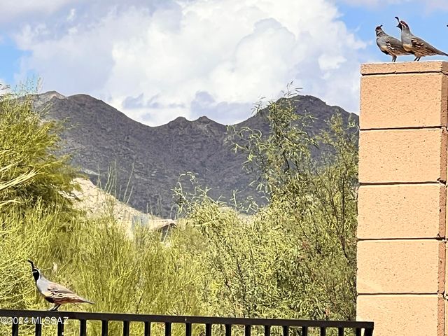 13289 N Rainbow Cactus Court, Oro Valley, AZ 85755