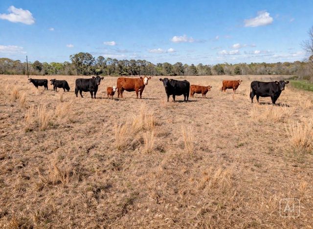 NA Kickapoo Road, Groveton, TX 75845