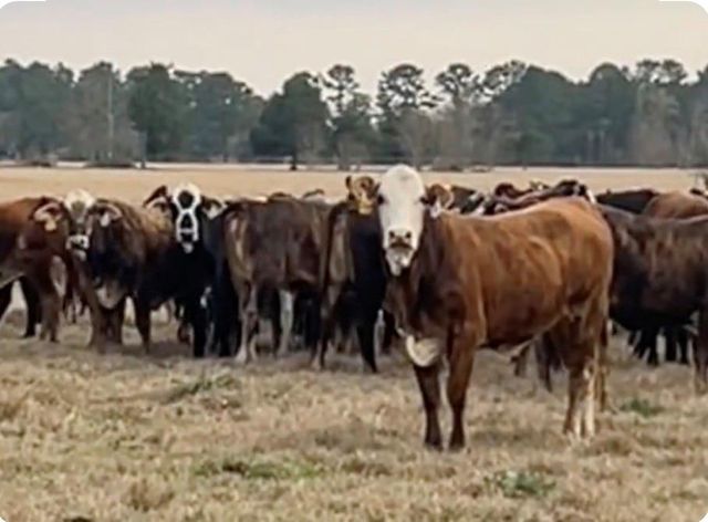 NA Kickapoo Road, Groveton, TX 75845