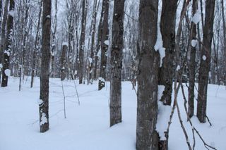 6583 NE Boulder Lane, Mancelona, MI 49659