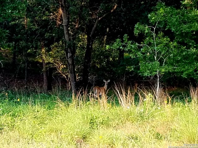 2404 County Road 320, Floresville, TX 78114