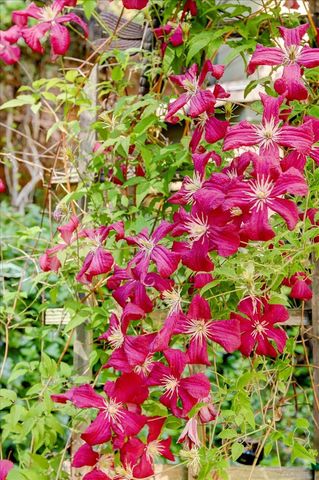 13784 Greenhorn Rd, Grass Valley, CA 95945