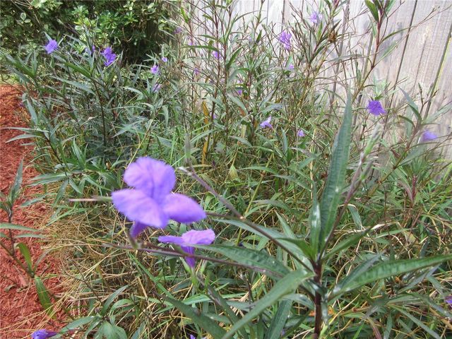 2601 SE 175TH TERRACE ROAD, Silver Springs, FL 34488