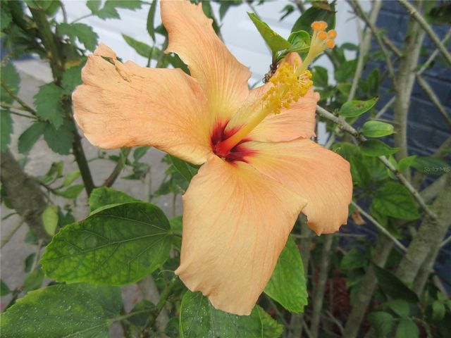 2601 SE 175TH TERRACE ROAD, Silver Springs, FL 34488