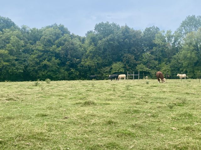 310 Sands Rd, Pulaski, TN 38478
