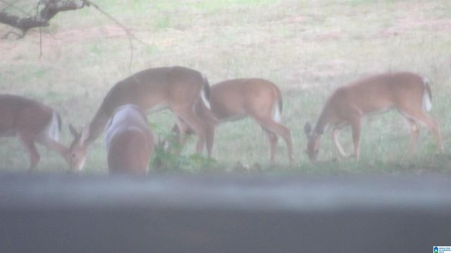 1864 KELLY LOOP ROAD, Mount Olive, AL 35117