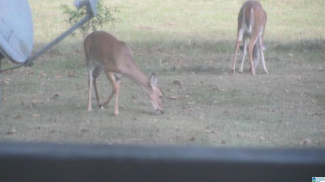 1864 KELLY LOOP ROAD, Mount Olive, AL 35117