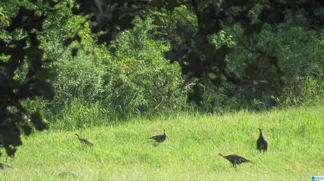 1864 KELLY LOOP ROAD, Mount Olive, AL 35117