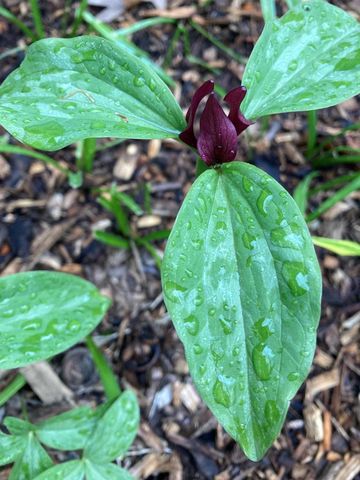 604 N 119th STREET, Wauwatosa, WI 53226