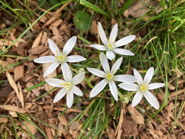 604 N 119th STREET, Wauwatosa, WI 53226