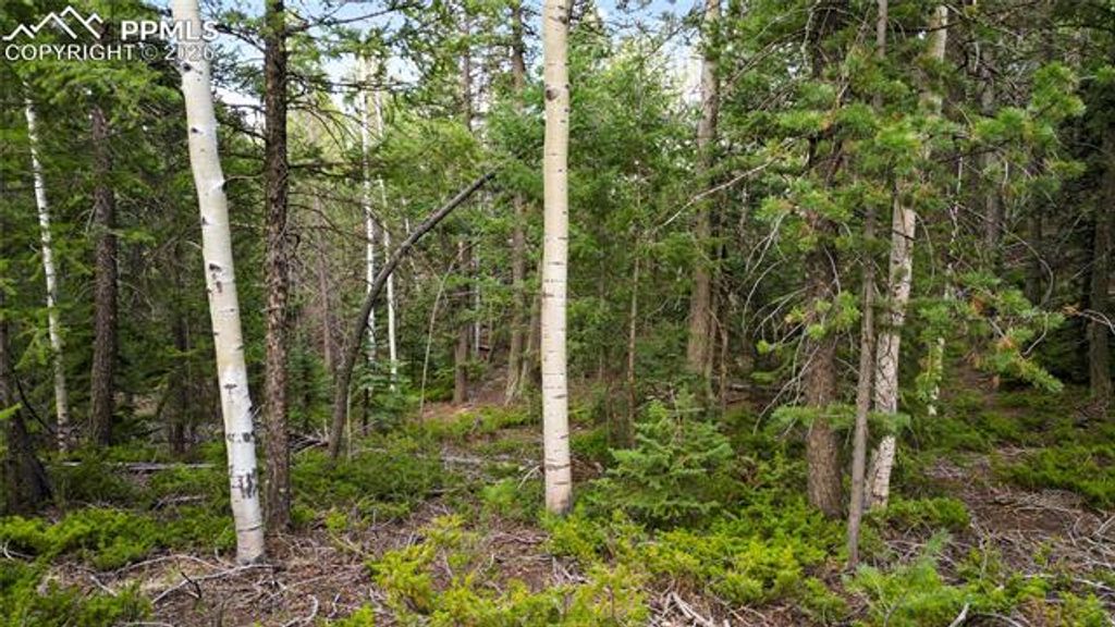 68 Yale Place, Woodland Park, CO 80863 — photo 5