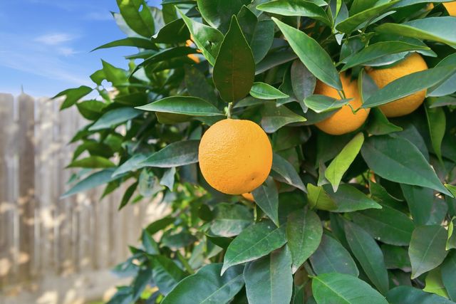 428 Napa Street, Tulare, CA 93274