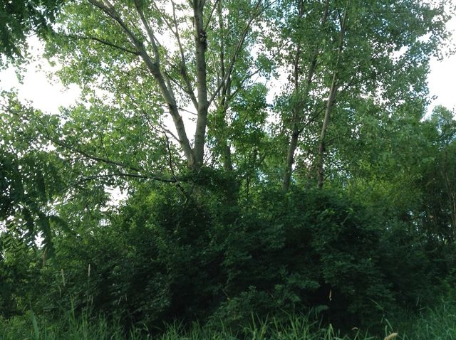 15450 W Purley Court, Homer Glen, IL 60491