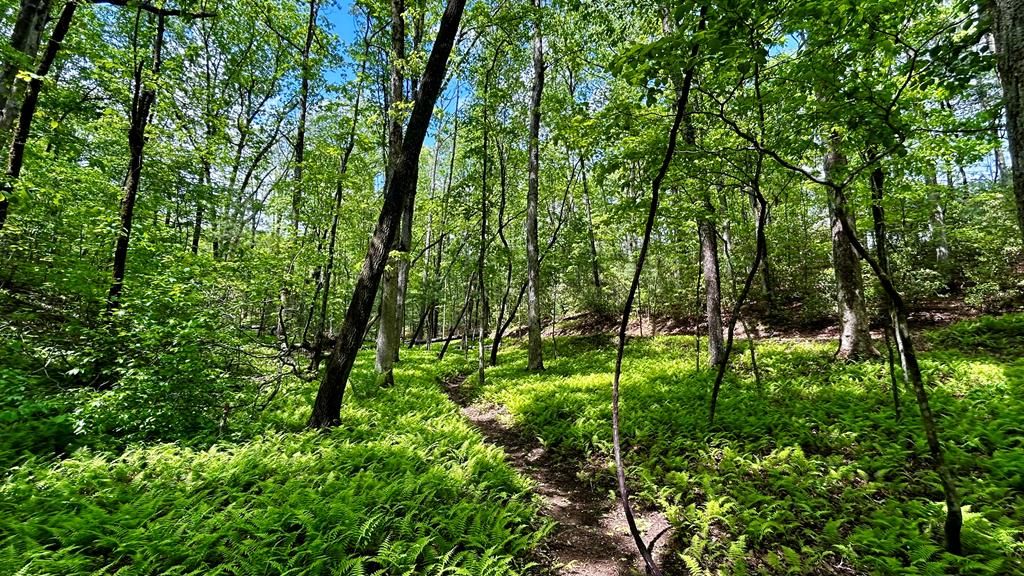 LT 12 Frances Drive, Ellijay, GA 30536
