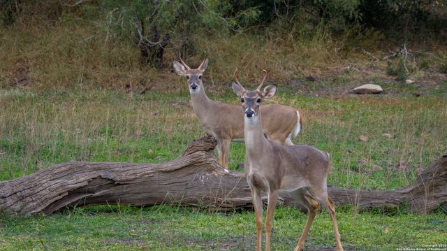 28084 Delafield, New Braunfels, TX 78132