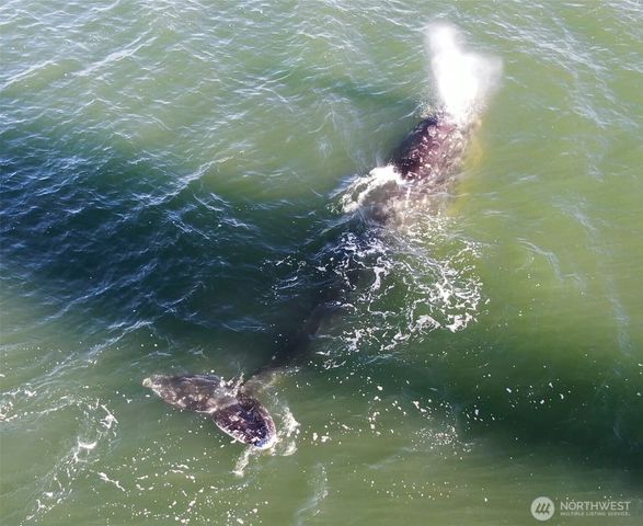 2999 Saratoga Road, Langley, WA 98260