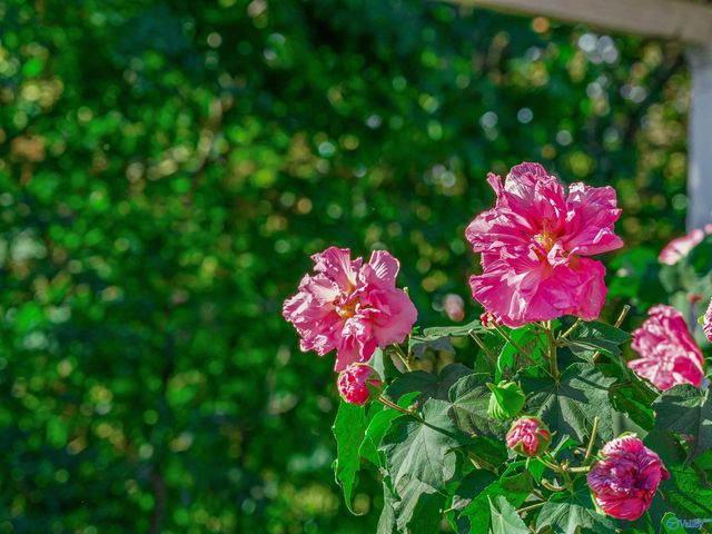 167 Marshall Road, Rainsville, AL 35986