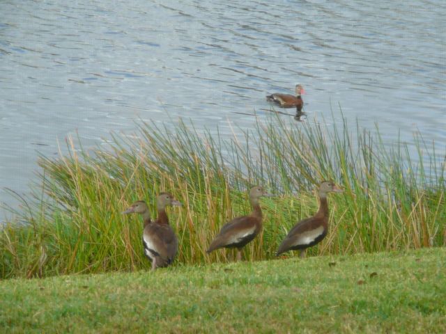 6238 Alexandria Circle, Fort Pierce, FL 34982