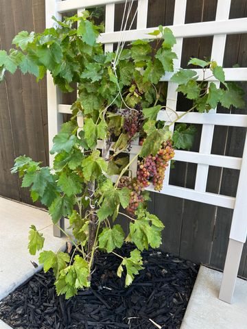 3281 Garden Terrace Dr, Folsom, CA 95630