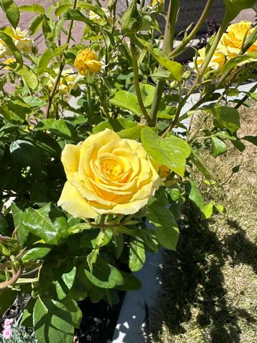 3281 Garden Terrace Dr, Folsom, CA 95630