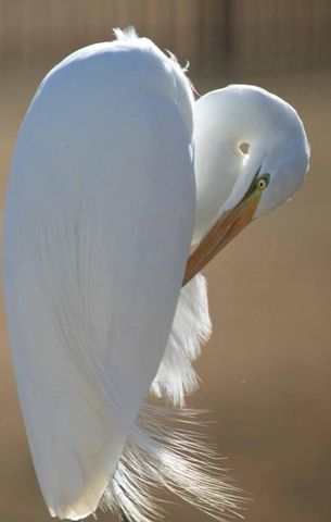 4060 Aspera Drive, Summerville, SC 29483