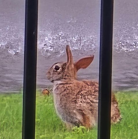 4060 Aspera Drive, Summerville, SC 29483