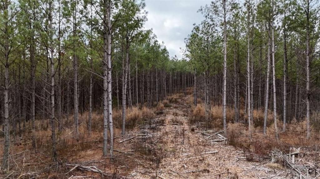 Image 13 of property listing at 557 Acres on Taliaferro Springs Road, Lyerly, GA 30730