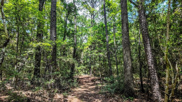 127 Buckthorn Acres Drive, Huntsville, TX 77340